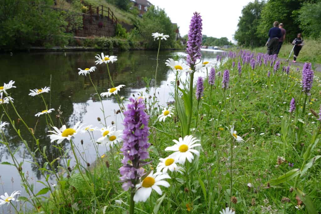 J Brummie Orchids